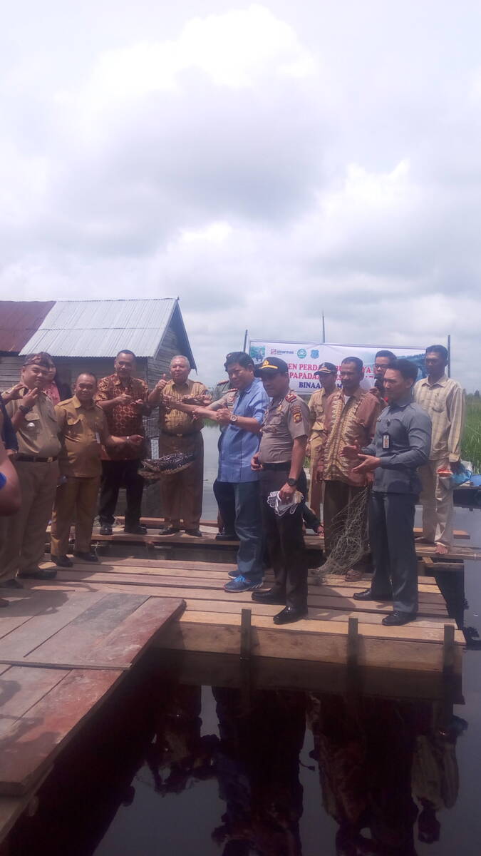 Bupati Panen Ikan Toman di Betara
