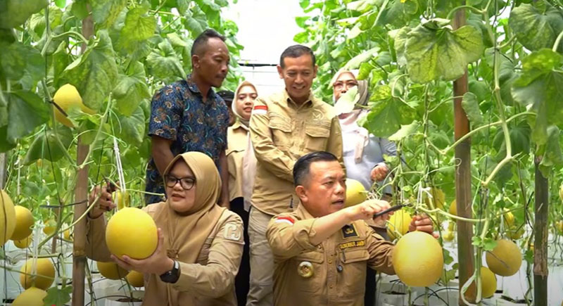 Bupati Tanjabtim Bersama Gubernur Jambi Panen Perdana Melon Premium