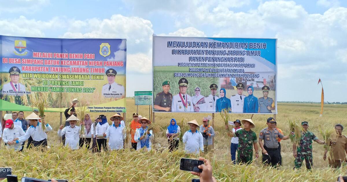 Bupati Tanjabtim dan Gubernur Jambi Panen Penangkar Padi Inbrisida di Simpang Datuk