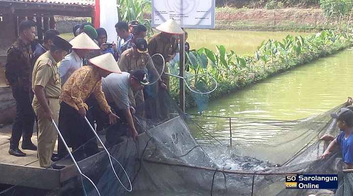 Cek Endra Panen ikan Nila di Bukit Bumi Raya Singkut