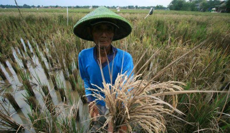 Curah Hujan Tinggi, Akibatkan 79 Ha Lahan Padi Alami Fuso