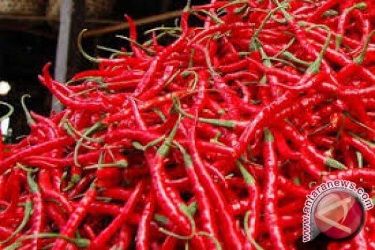 Curhatan Petani Desa Sumber Agung: Pupuk Mahal Diserang Hama