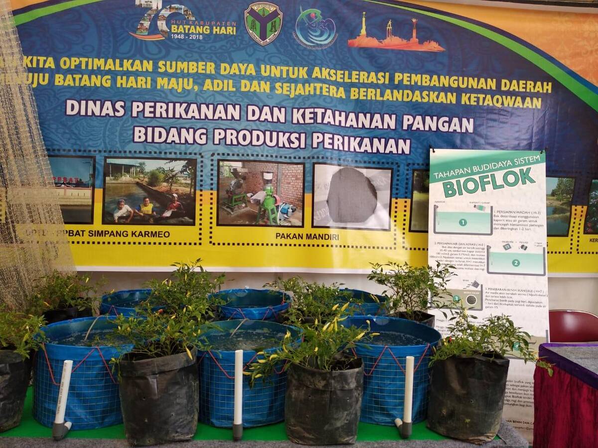 Dinas Perikanan Batanghari Promosikan Budidaya Ikan Sistem Bioflok