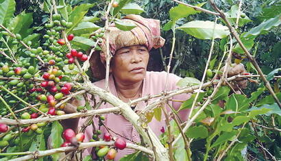 Dinas Perkebunan Belum Bisa Pastikan Penyebab Tanaman Kopi Mati
