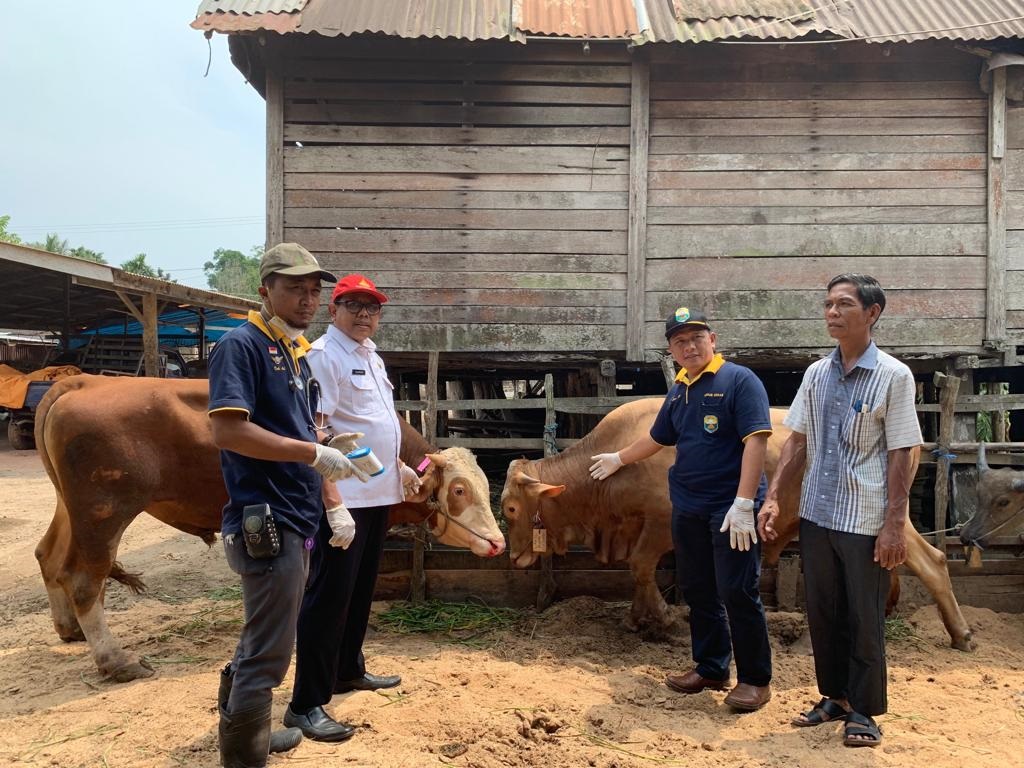 Dinas Perkebunan dan Peternakan Muaro Jambi Tinjau Hewan Kurban