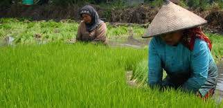 Diperkirakan Bulan Maret, Petani Sarolangun Mulai Menanam
