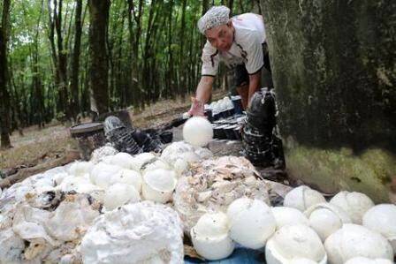 Disbun : Harga Karet Mulai Positif