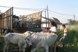 Disbunak Jamin Sapi Tungkal Sehat Untuk Kurban