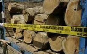 Dishut Amankan 20 Meter Kubik Kayu Ilegal