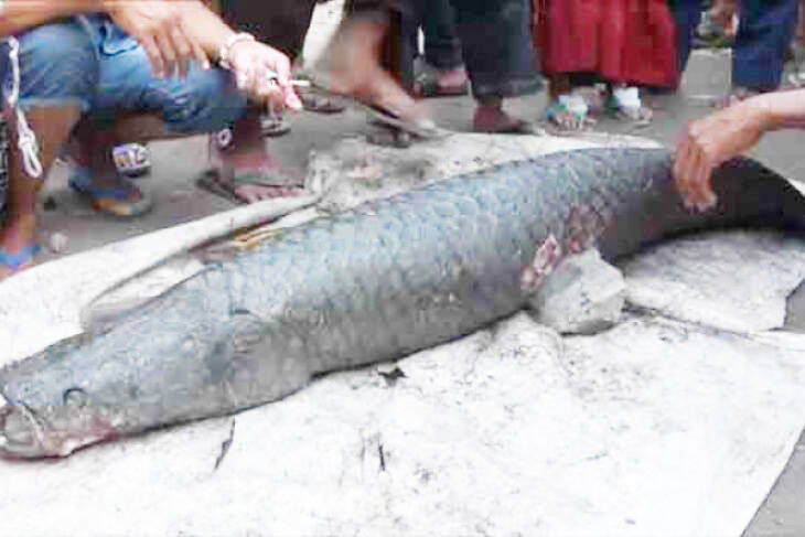 DKP Jambi Buka Posko Penyerahkan Ikan Predator