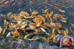 DKP : Jambi Penuhi Kebutuhan Ikan Air Tawar
