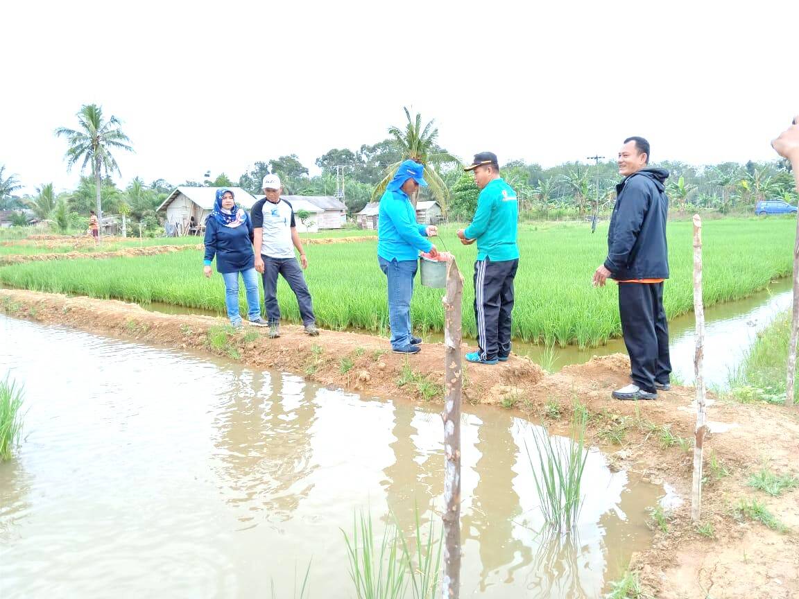 DPPP Tebo : Program Mina Padi Sawah Siap di Panen