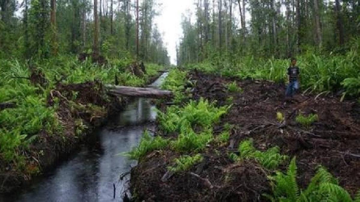 DPRD Provinsi, Akademisi, dan Project IMPLI 2025 Sepakat: Butuh Kolaborasi Nyata soal Gambut Jambi