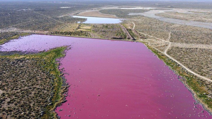 Dua Danau Argentina Berubah Warna Pink