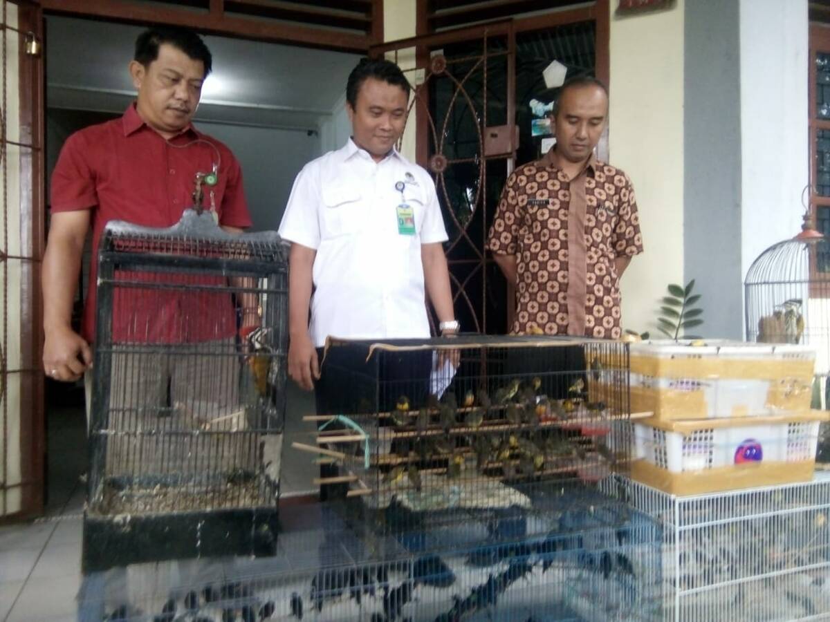 Dua jenis burung diamankan dan akan dilepas liar
