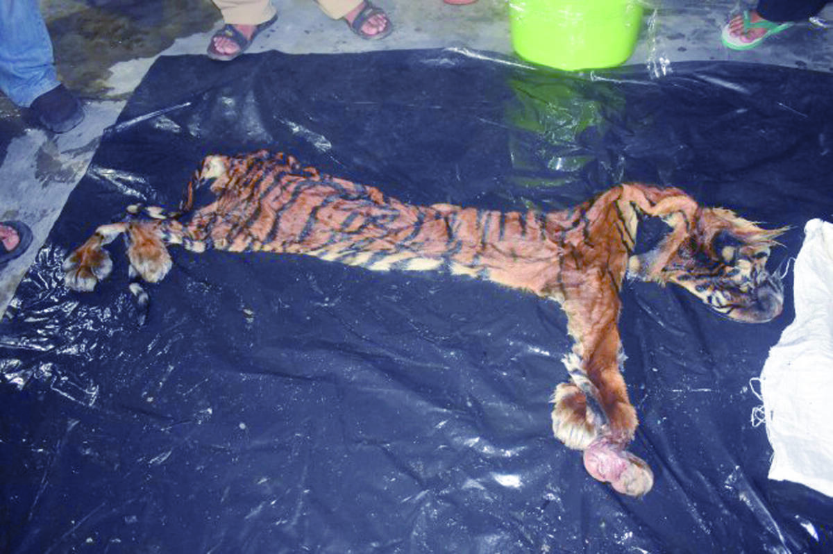 Dua Penjual Kulit Harimau Ditangkap, Ngaku Beli dari SAD
