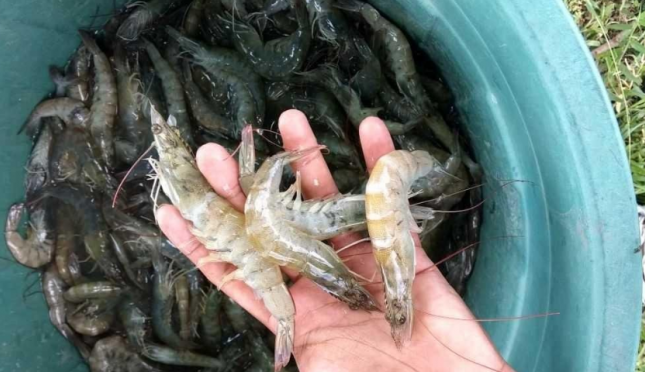 Ekspor Udang Belalang Dari Jambi Naik Tajam