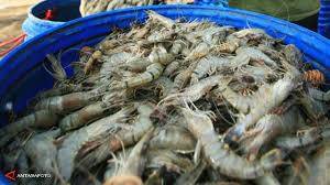 Ekspor Udang Mantis Jambi Capai Rp 10 Miliar