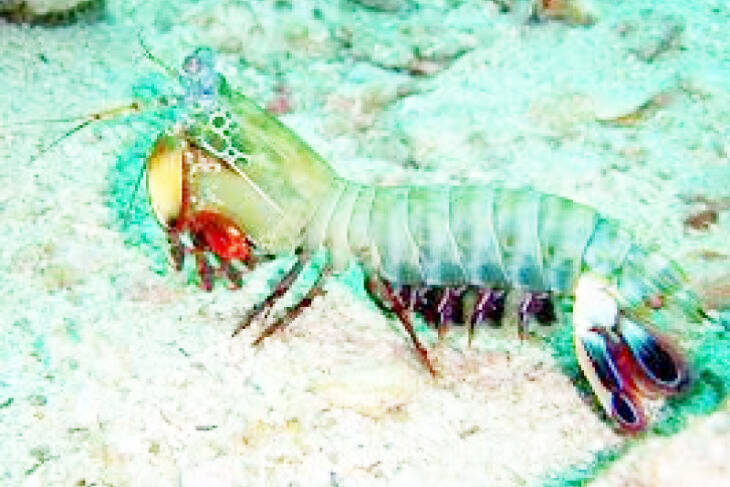Ekspor Udang Mantis Jambi Terus Meningkat