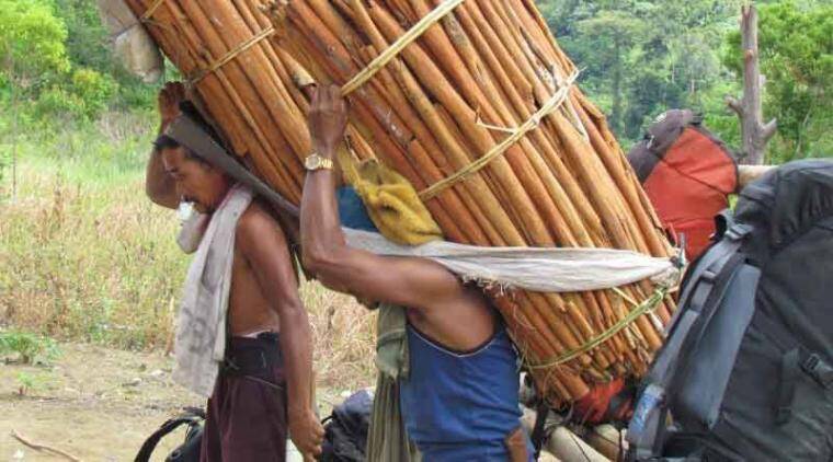 Eksportir Sulit Cari Kulit Manis, Agak Besar dari Kerinci