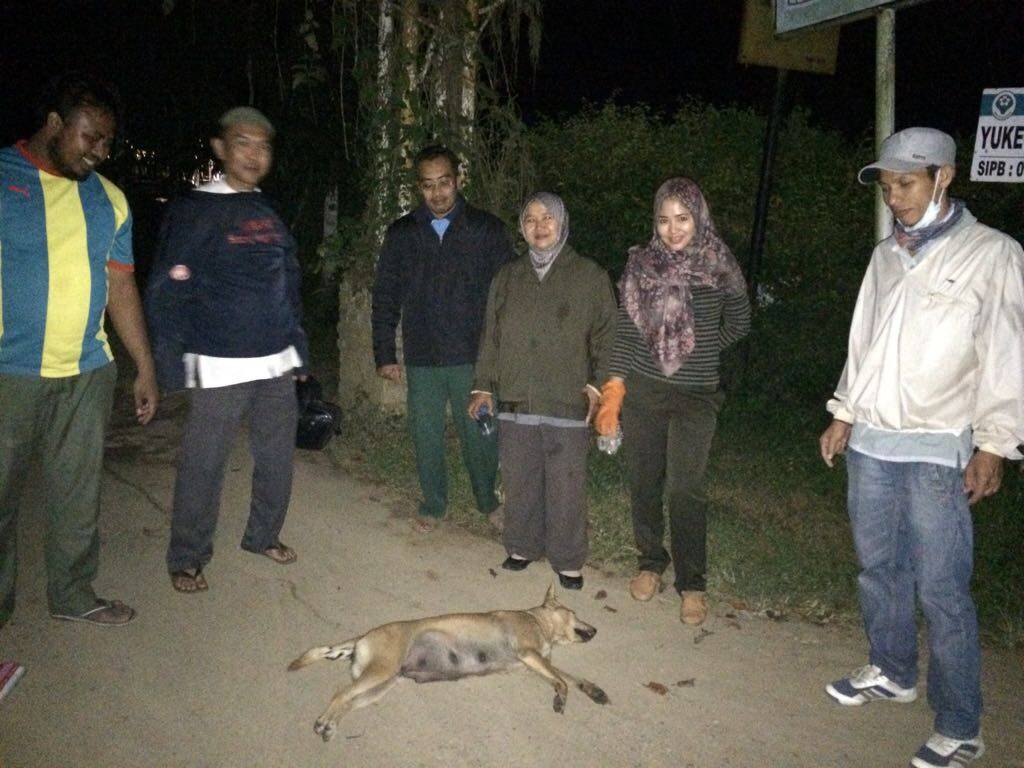 Eliminasi Anjing Liar Cegah Rabies