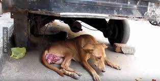 Eliminasi Anjing Liar Terbentur Anggaran