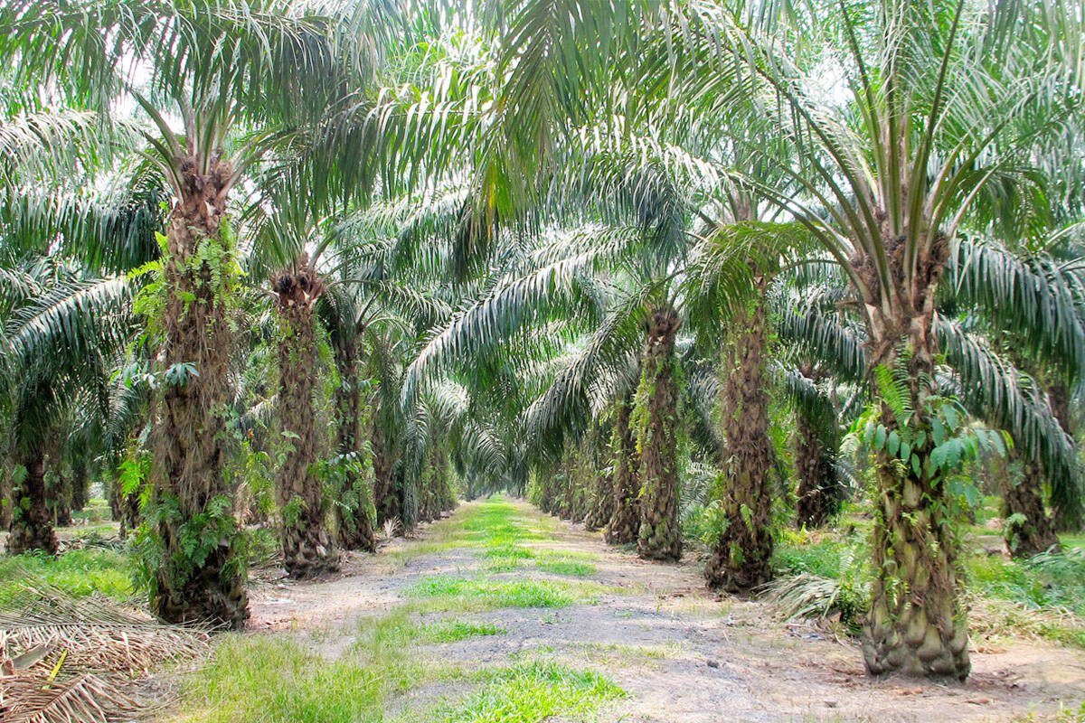 Fachrori: Peremajaan Sawit Bantu Meringankan 660.000 Petani