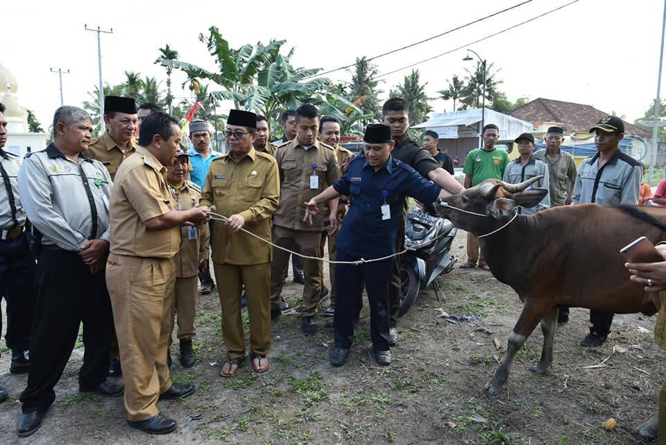 Fachrori Serahkan Sapi Kurban Bantuan Presiden Dan Pribadi