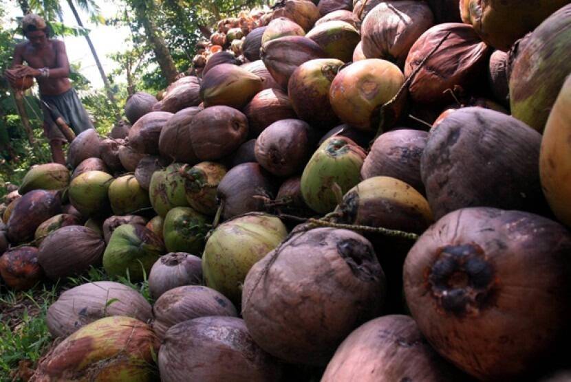 Fluktuasi Harga Kelapa Dicarikan Solusi