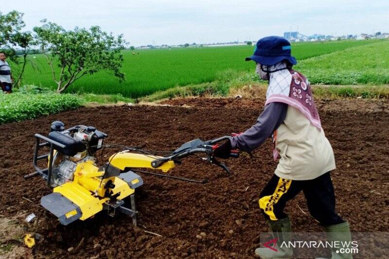 Gadis Jambi Operasikan Traktor Tangan di Bekasi
