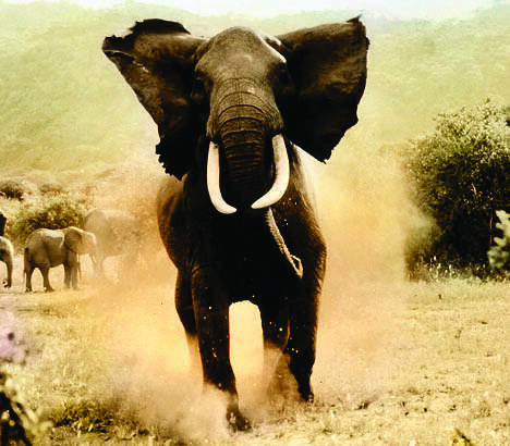 Gajah Mengamuk, Empat Rumah dan SejumlahTanaman Warga, Dirusak