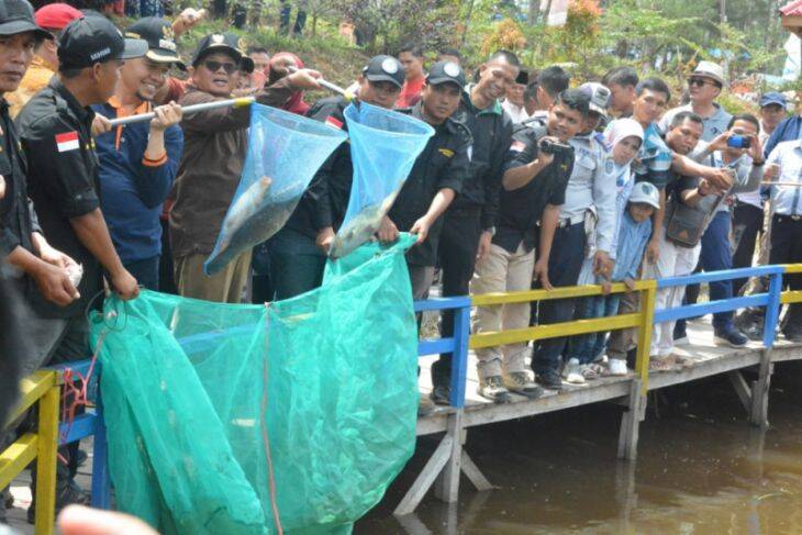 H. Fachrori Umar  Panen Ikan Semah di Kerinci