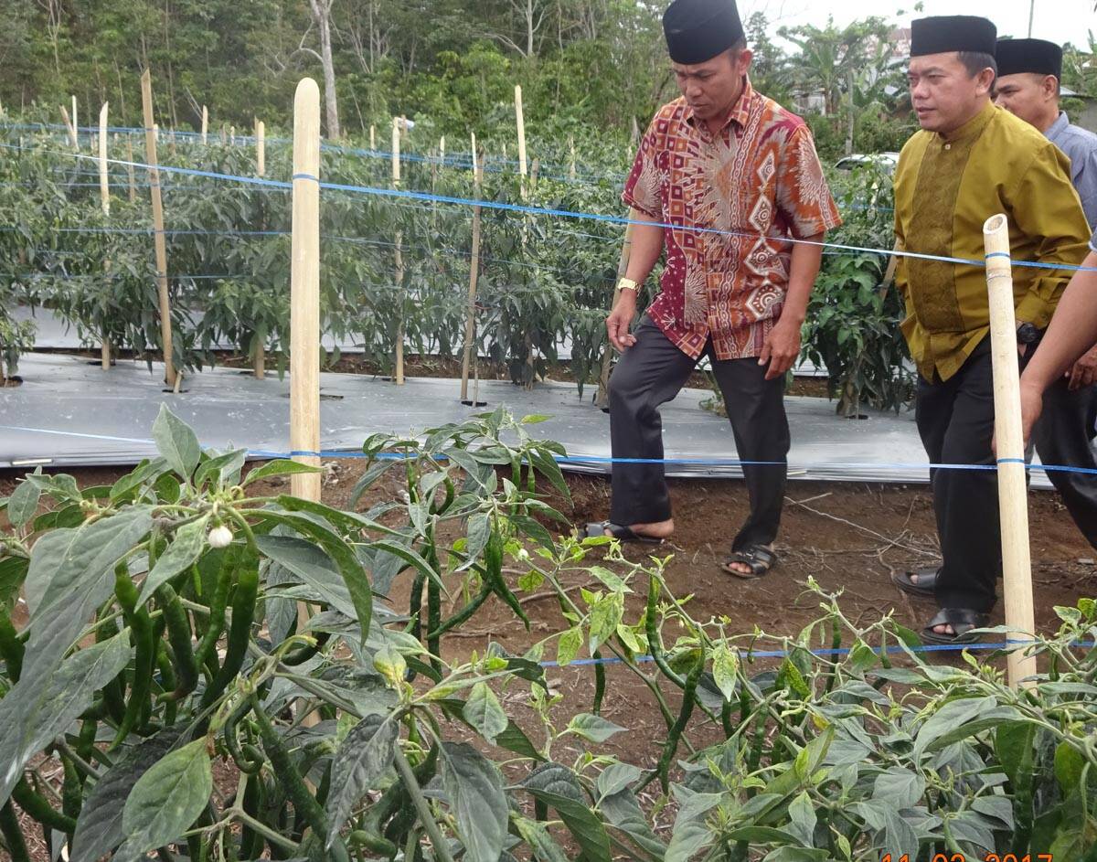 H Al Haris: Watanabe Tingkatkan Perekonomian Warga  Warga Lembah Masurai Berlomba Tanam Cabe