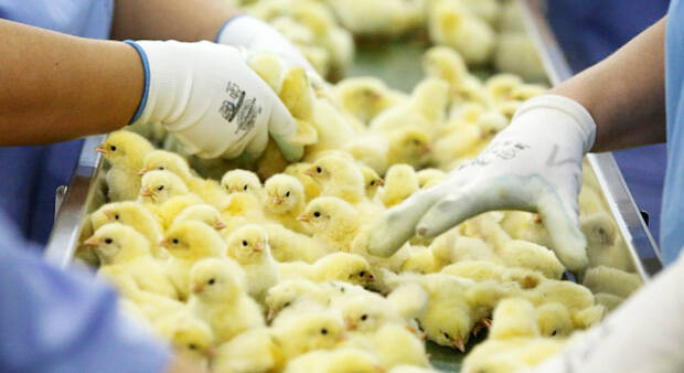 Harga Ayam Melangit Sebab Bibit Naik