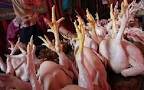 Harga Ayam Potong Turun