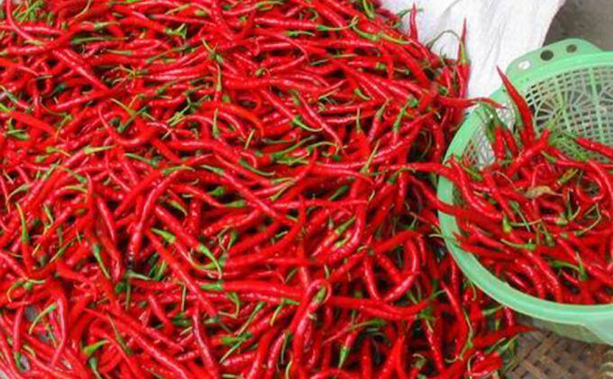 Harga Cabai Kembali Turun