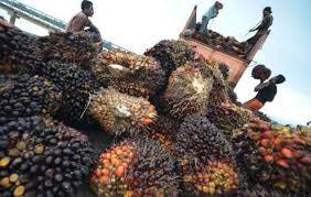 Harga CPO Bergerak Naik