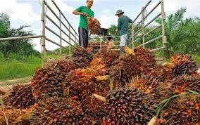 Harga CPO di Jambi Menjadi Rp11.803