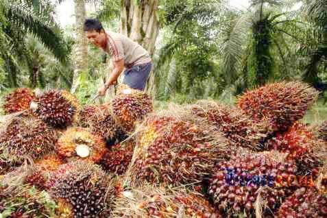 Harga CPO Di Jambi Naik