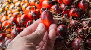 Harga CPO di Jambi Naik RP126/KG