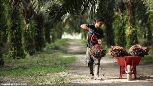 Harga CPO di Jambi Naik RP20/KG
