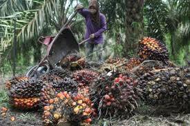 Harga CPO Di Jambi Naik Rp213 Per Kg
