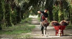 Harga CPO di Jambi Naik RP23/KG