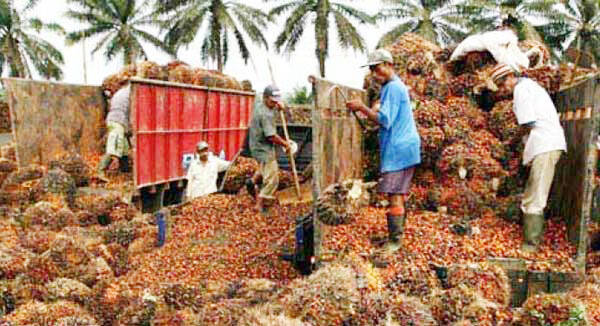 Harga CPO di Jambi Naik Rp67/Kg