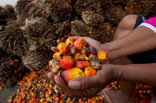 Harga CPO di Jambi Naik Rp94/Kg