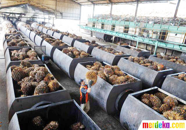 Harga CPO Di Jambi Rp6.464/Kg