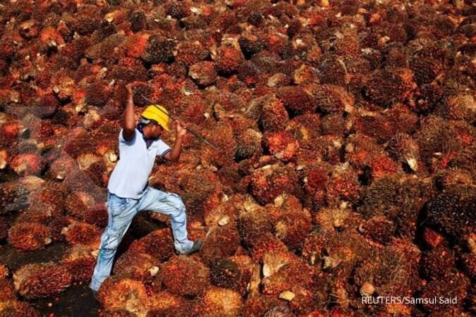 Harga CPO Di Jambi Rp6.751 Per Kilogram