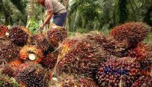 Harga CPO Di Jambi Turun Rp533/Kg