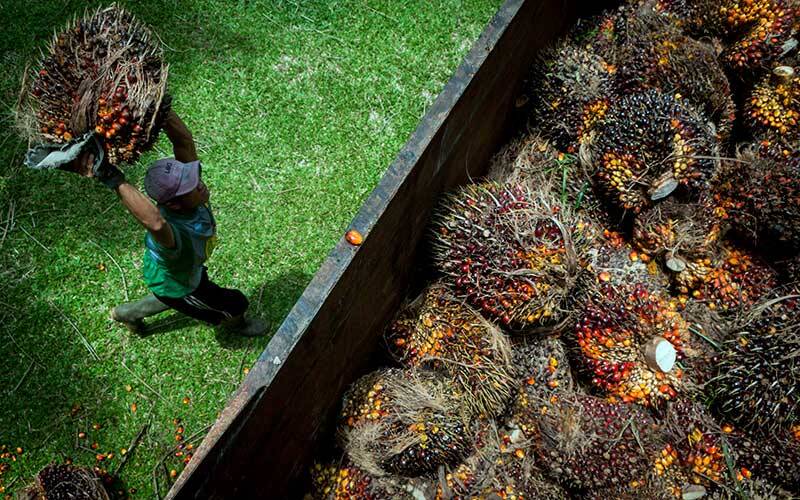 Harga CPO Jambi Naik Jadi Rp12.588 Per Kilogram