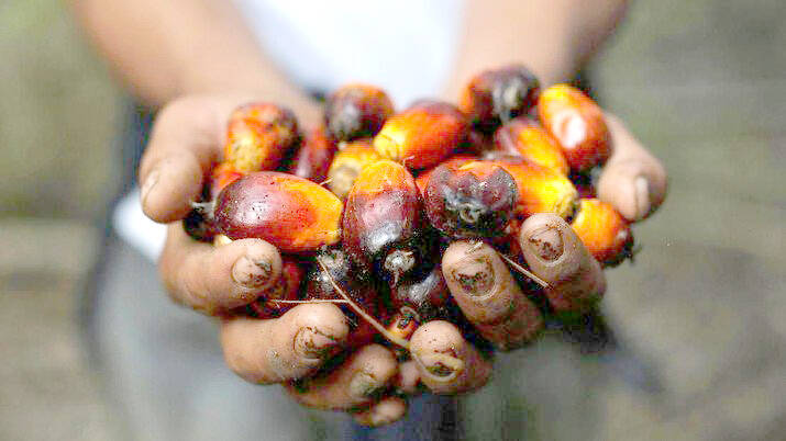 Harga CPO Jambi Naik Rp38 Per Kilogram